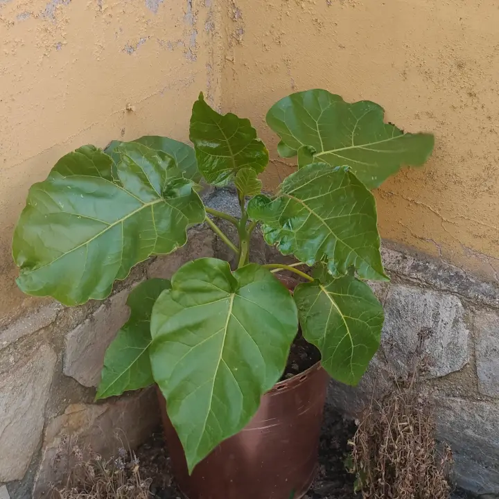 Solanum betaceum 1