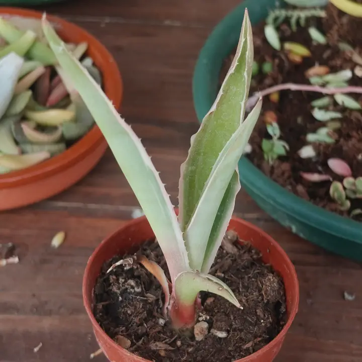 Aloe Vivipara Variegata 1