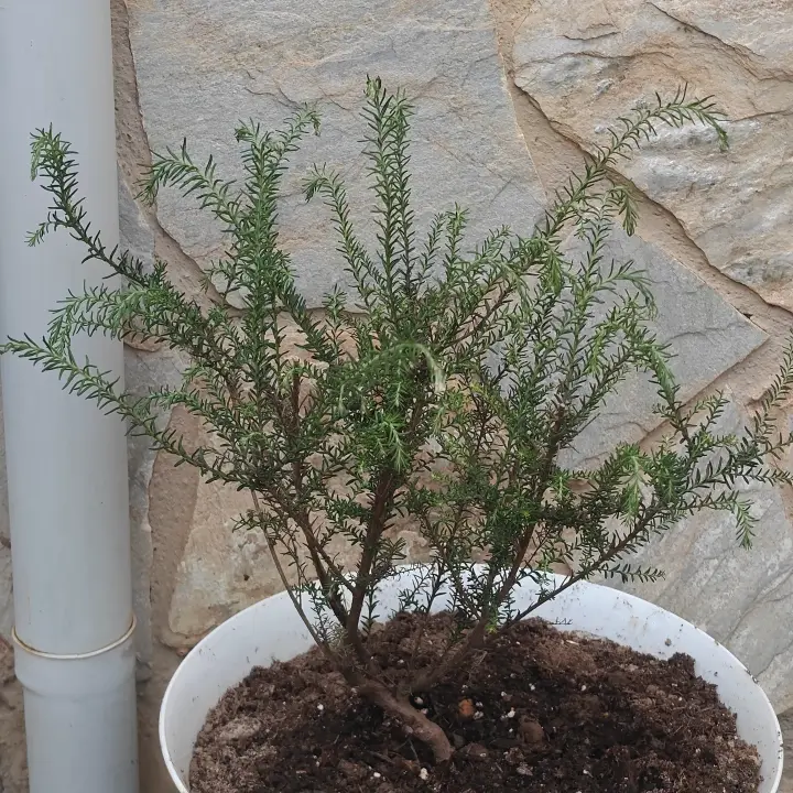 Ozothamnus diosmifolius 1