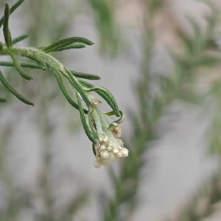 Ozothamnus diosmifolius flor 1