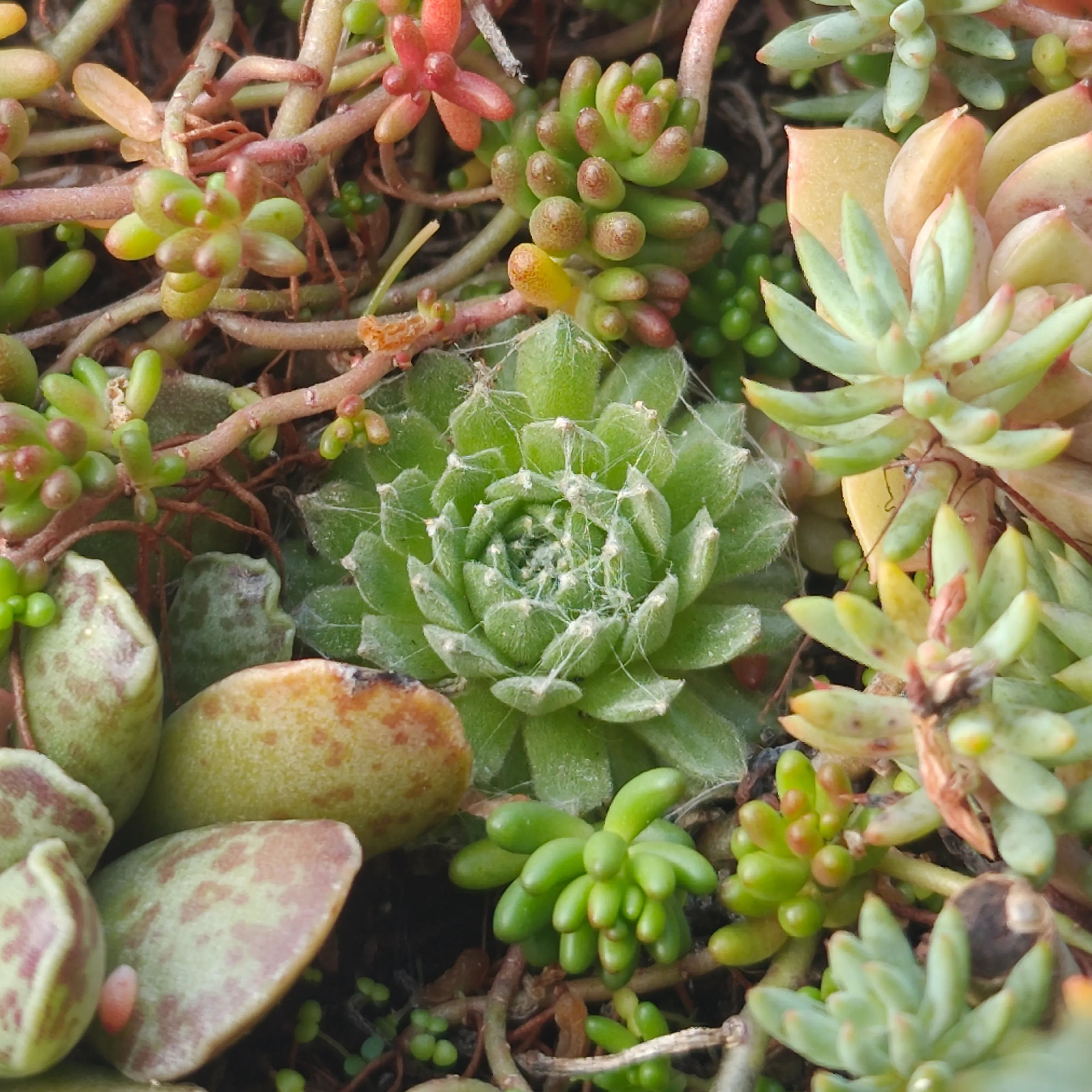 Sempervivum arachnoideum