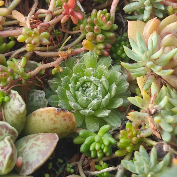 Sempervivum arachnoideum 1