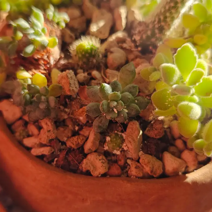 Echeveria Setosa Rundelli Crestada 1