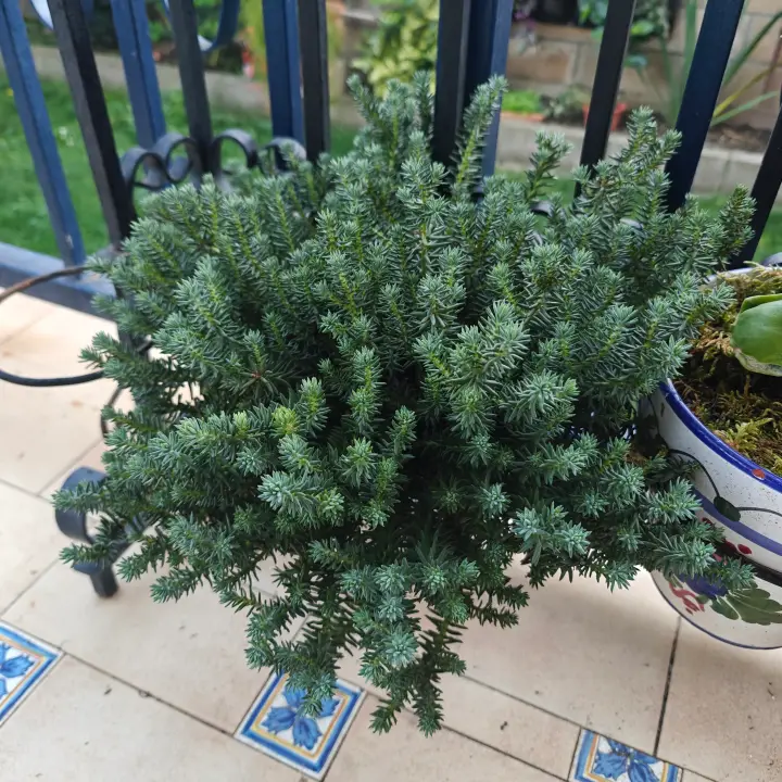 Sedum Reflexum 1