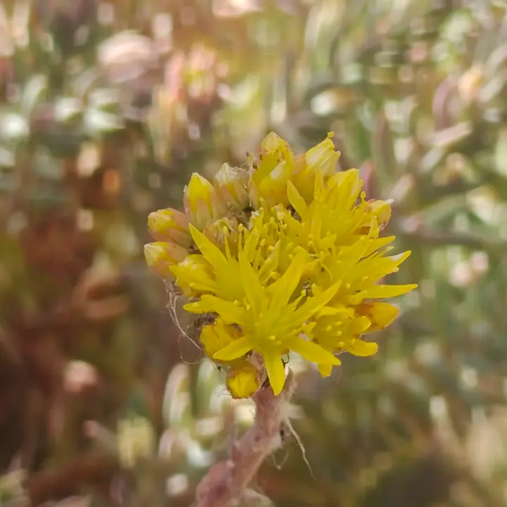 Sedum Reflexum flor 1