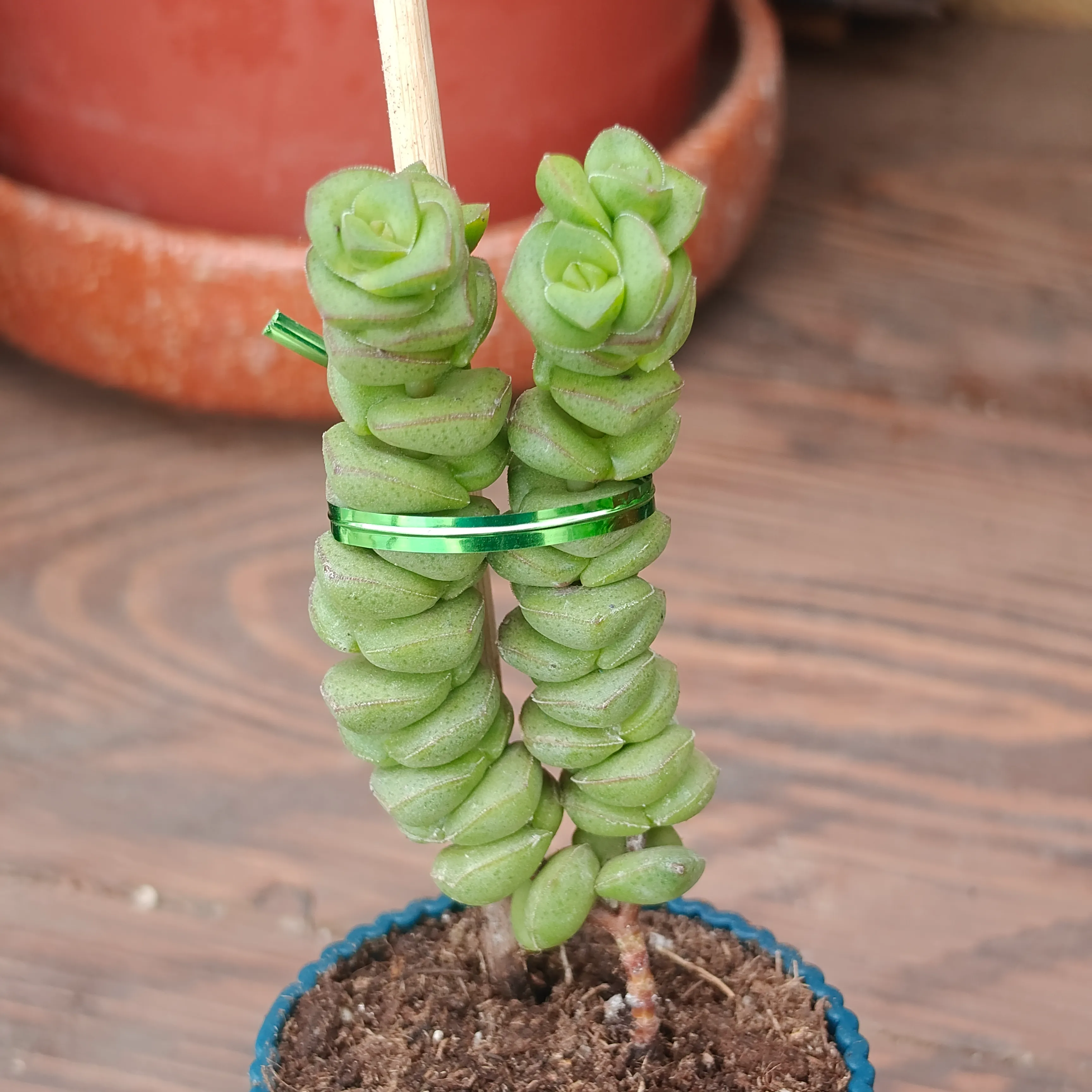 Crassula Marnieriana