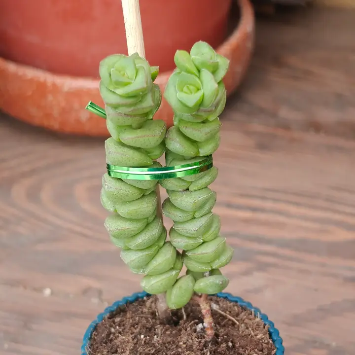 Crassula Marnieriana 1