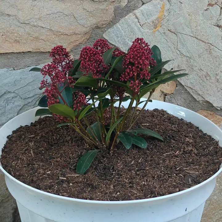 Skimmia japonica 1