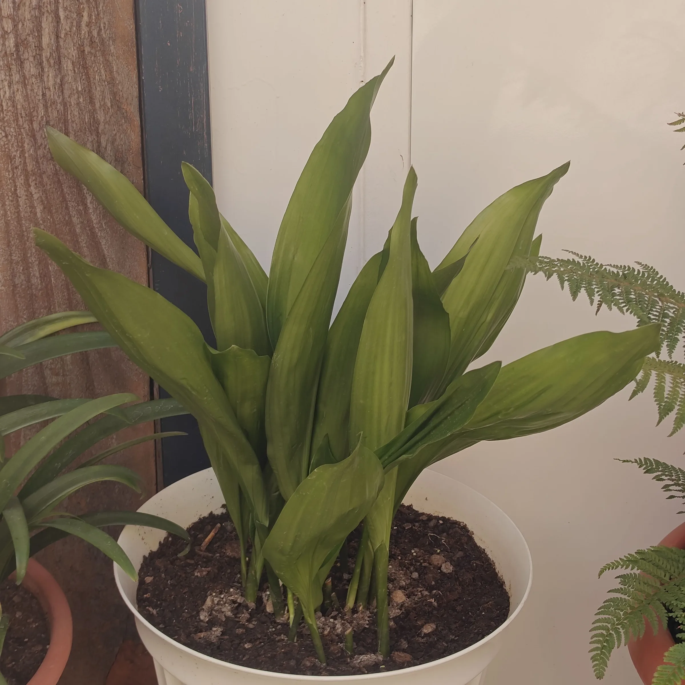 Aspidistra elatior