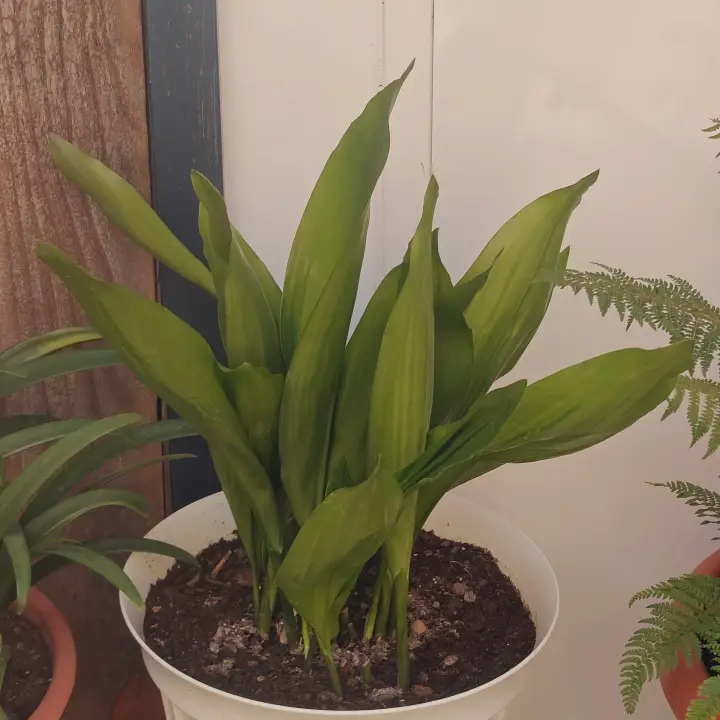 Aspidistra elatior 1