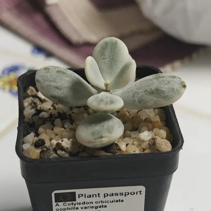 Cotyledon Orbiculata Oophylla Variegado 1
