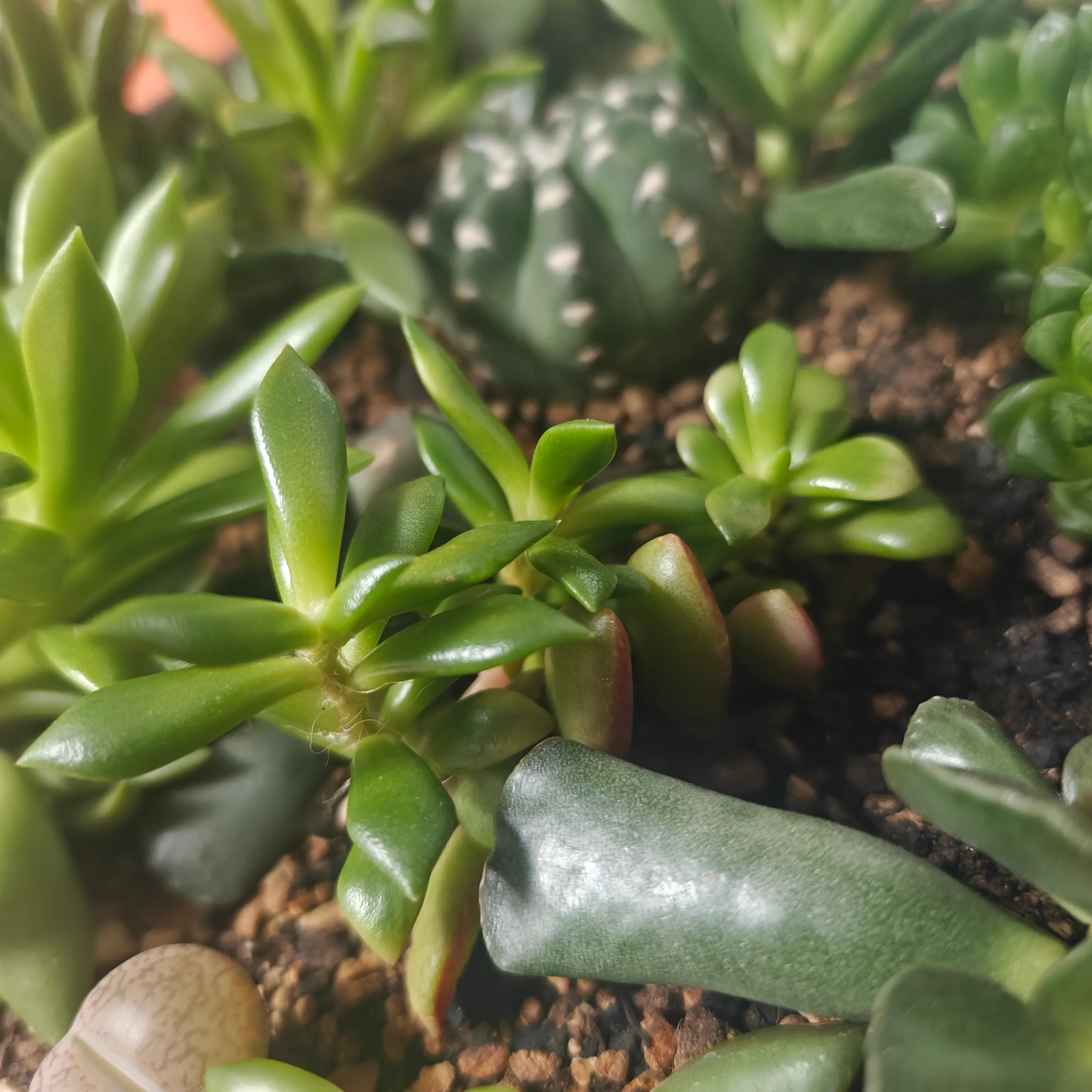 Anacampseros Rufescens 3