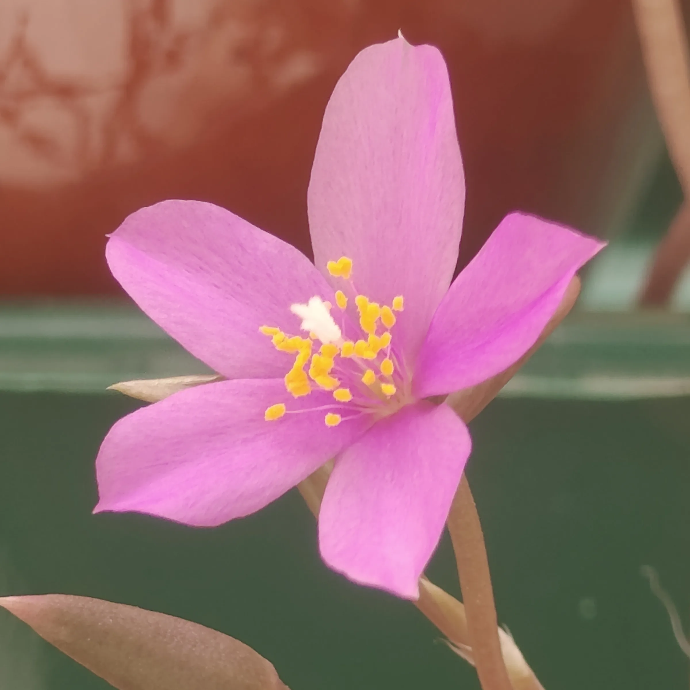 Anacampseros Rufescens flor 2
