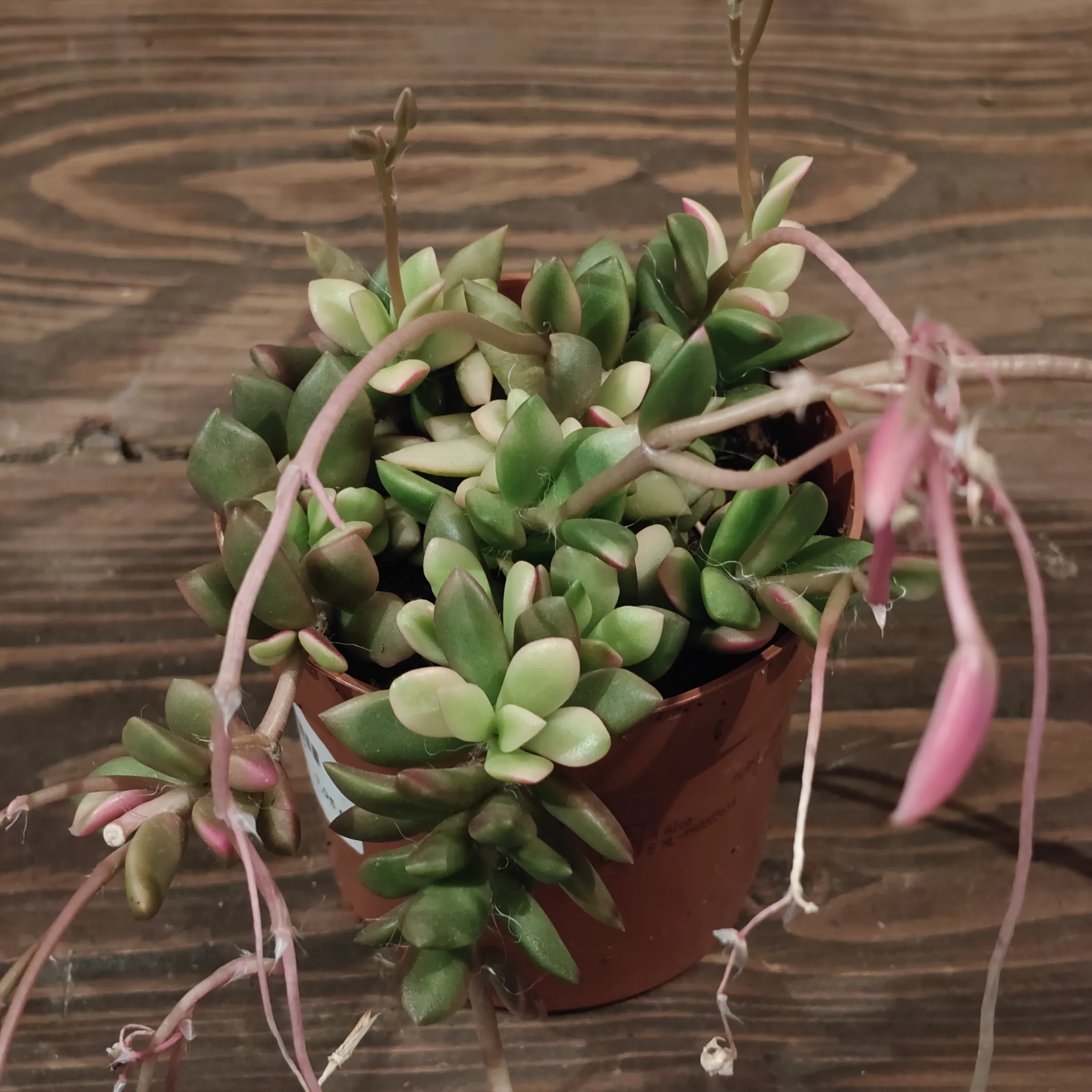 Anacampseros Rufescens