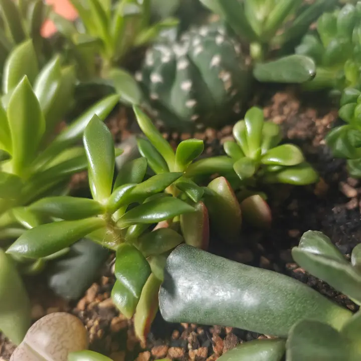 Anacampseros Rufescens 4