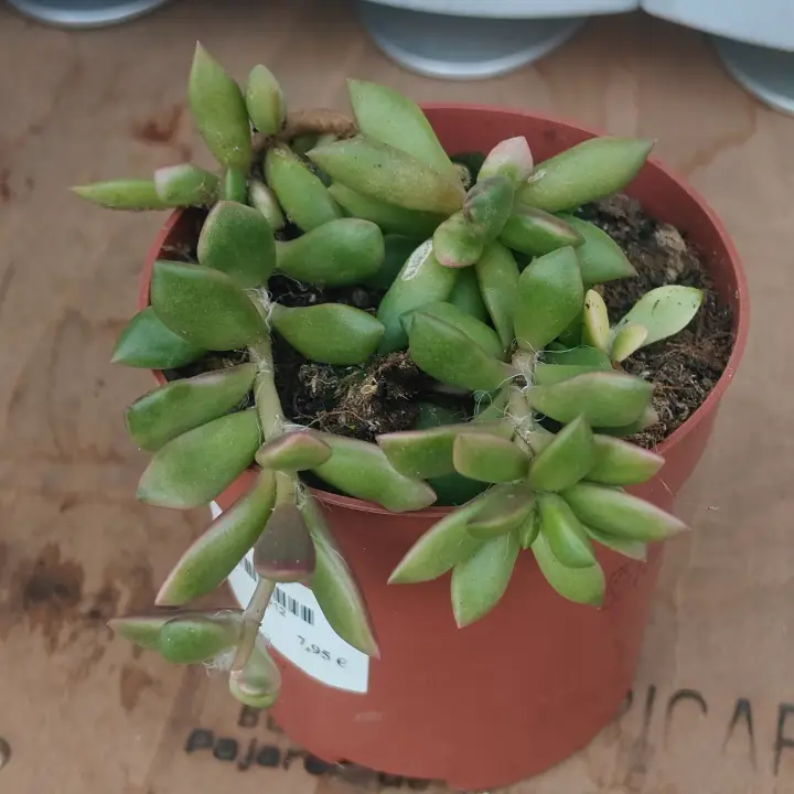 Anacampseros Rufescens 3