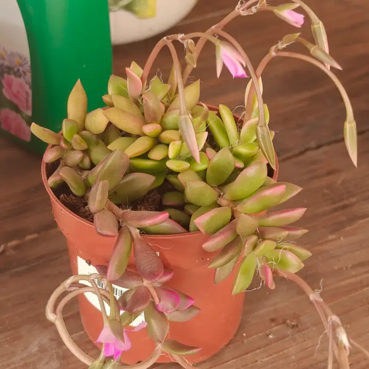 Anacampseros Rufescens 2