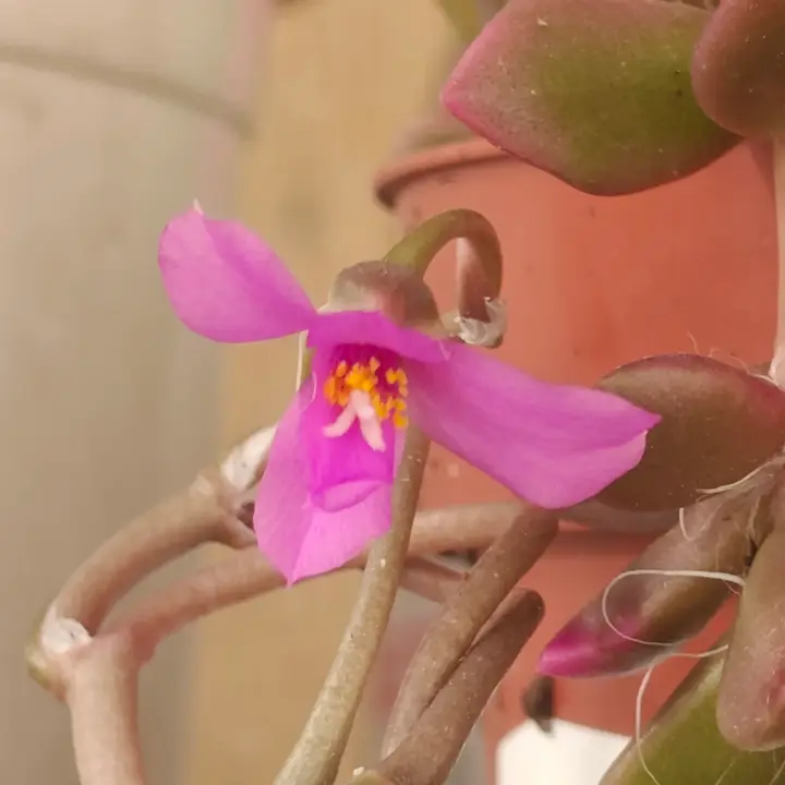 Anacampseros Rufescens flor 2