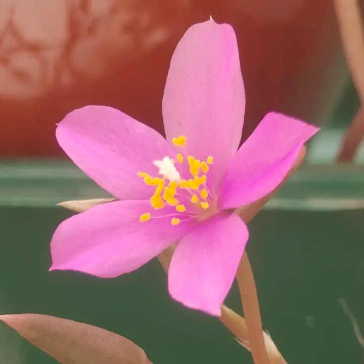 Anacampseros Rufescens flor 1