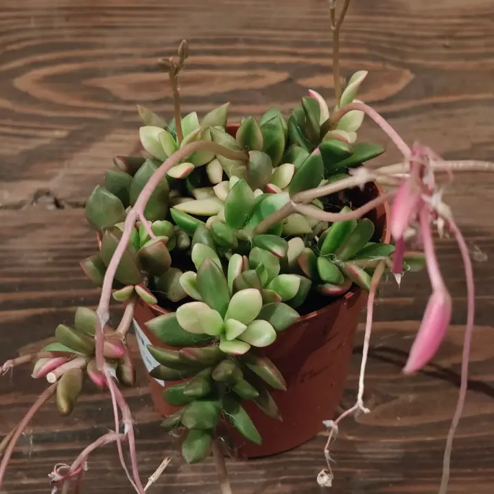 Anacampseros Rufescens 1