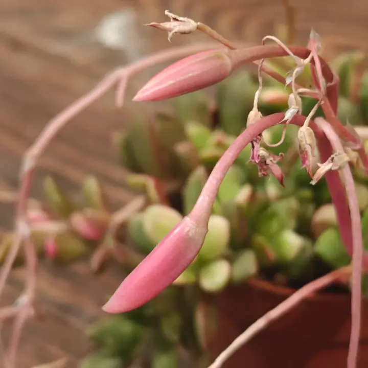 Anacampseros Rufescens flor 3