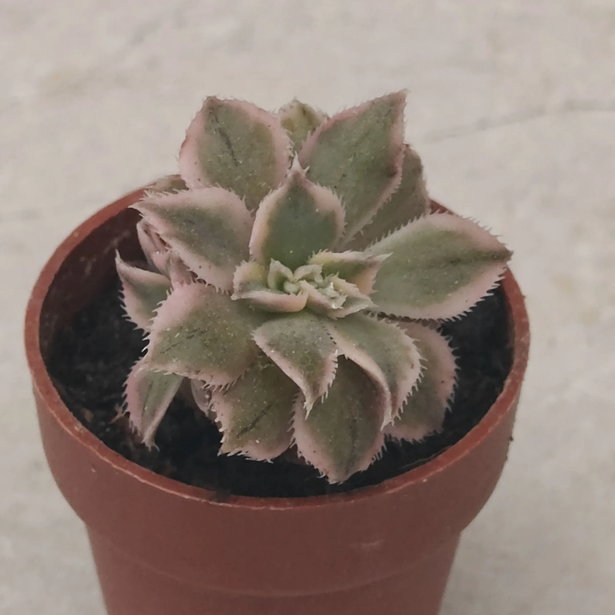 Aeonium decorum crestado