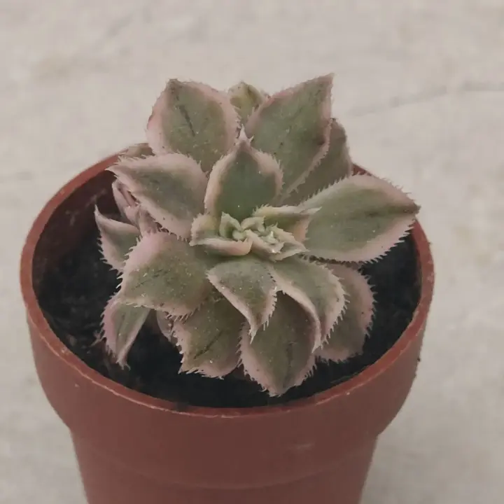 Aeonium decorum crestado 1