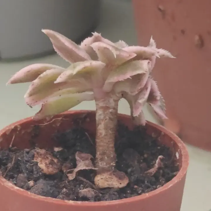 Aeonium decorum crestado 2