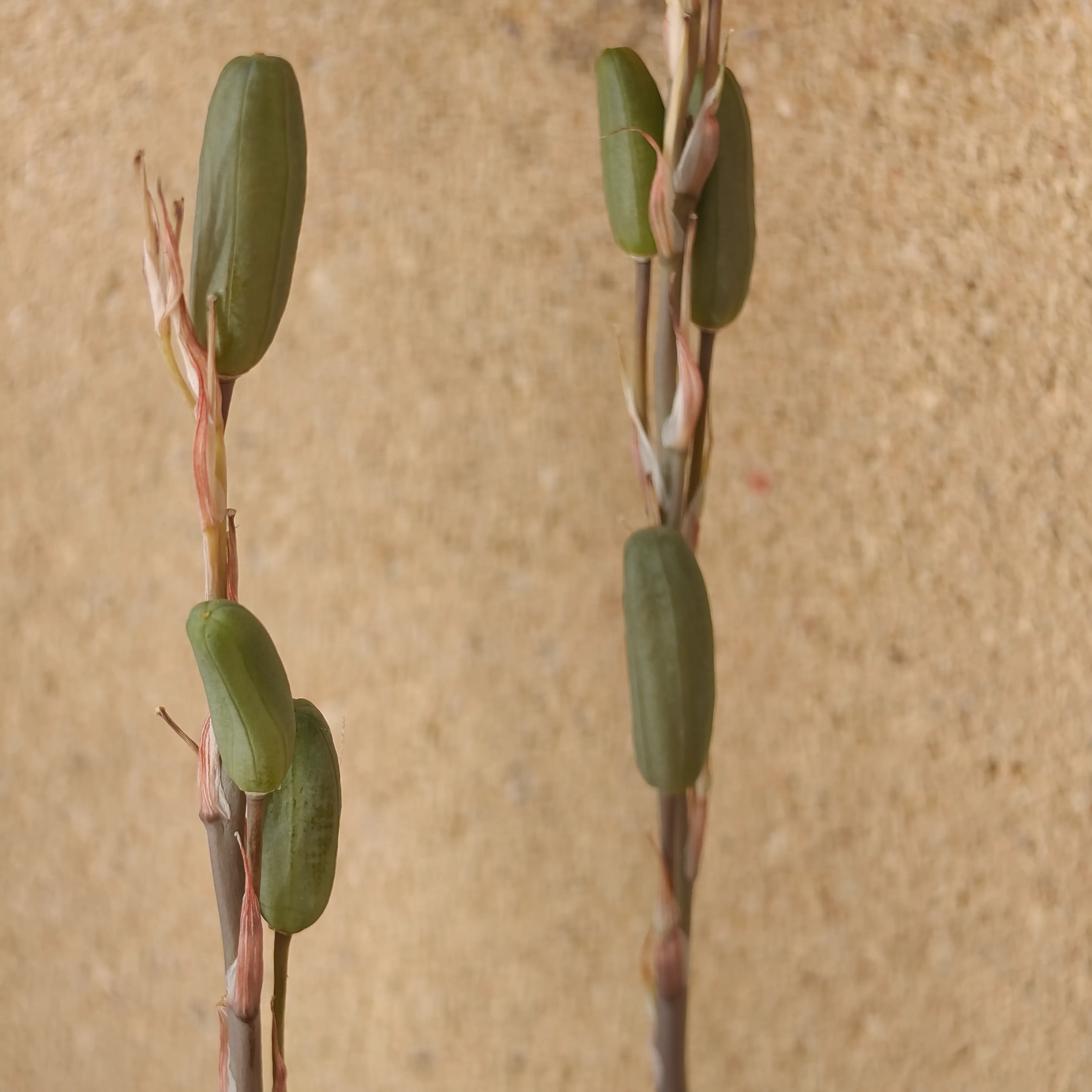 Aloe humilis 5