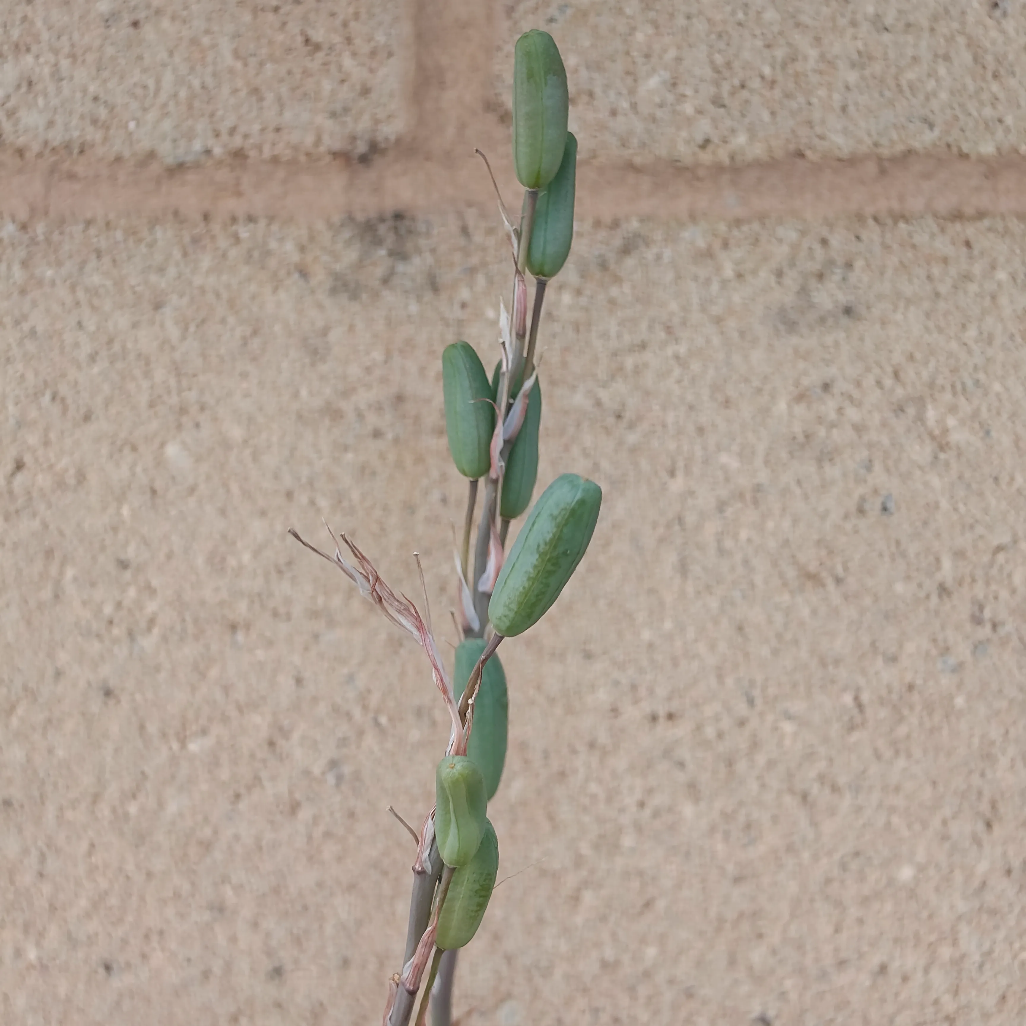 Aloe humilis 4