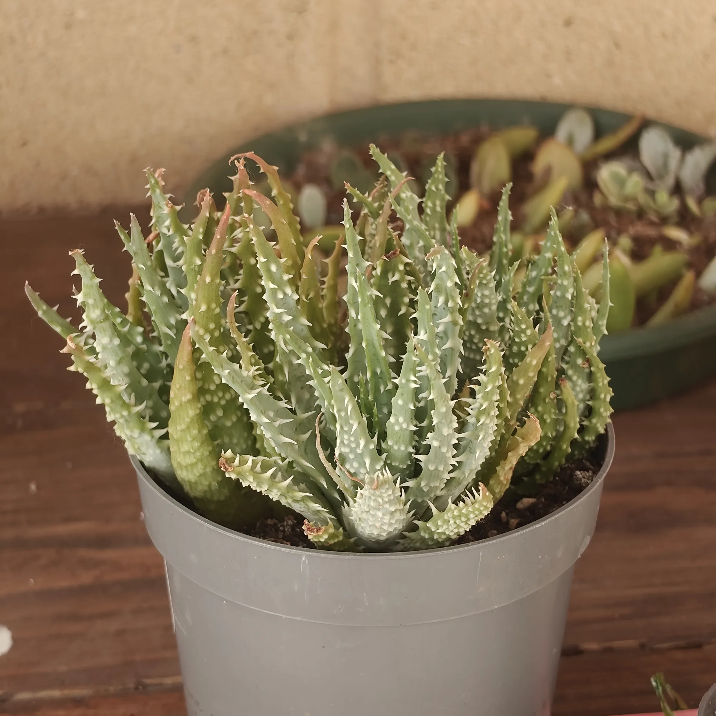 Aloe humilis