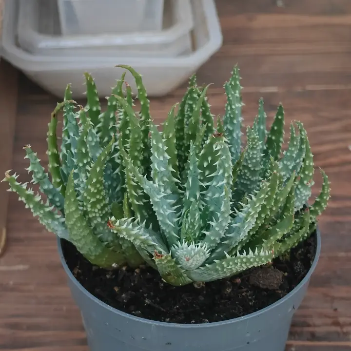 Aloe humilis 2