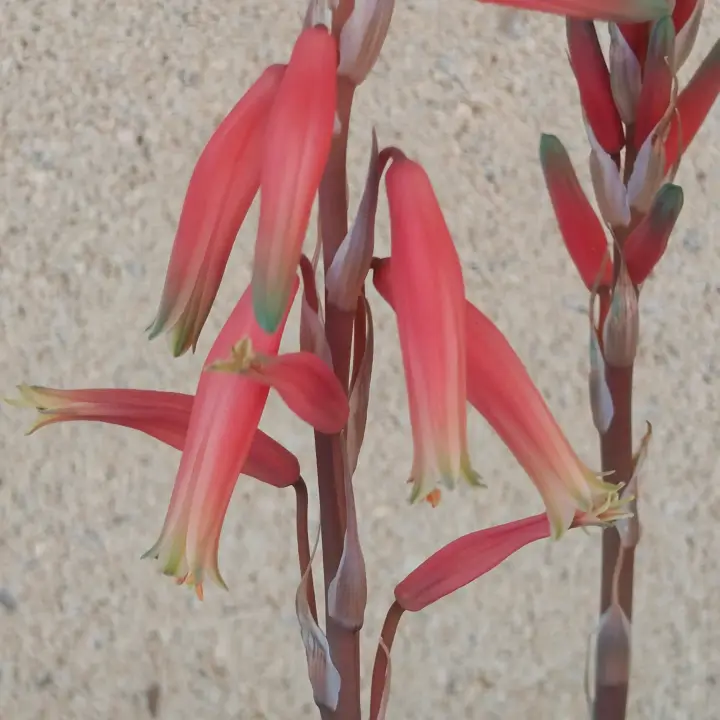 Aloe humilis flor 1