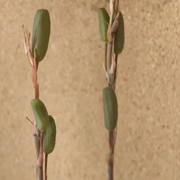 Aloe humilis flor 3