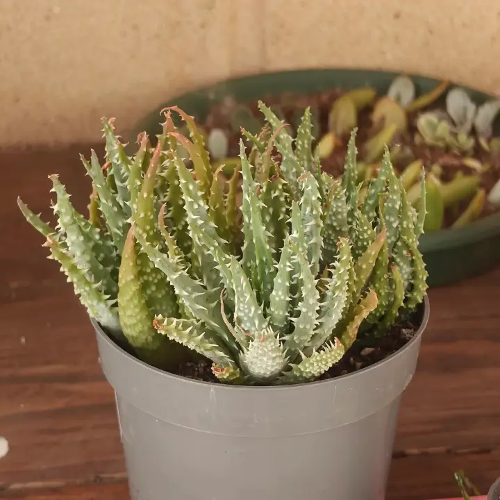 Aloe humilis 1