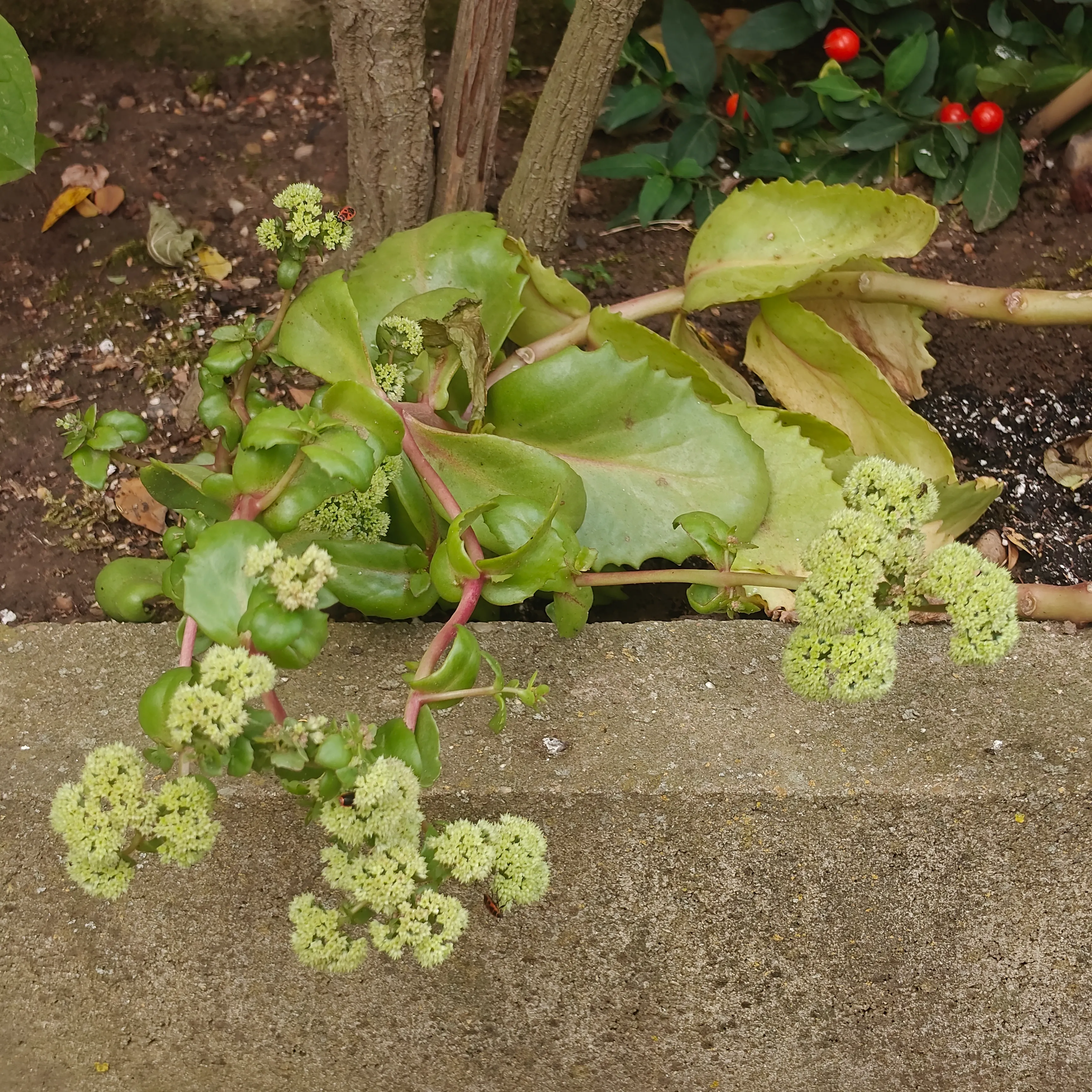 Sedum Telephium 2
