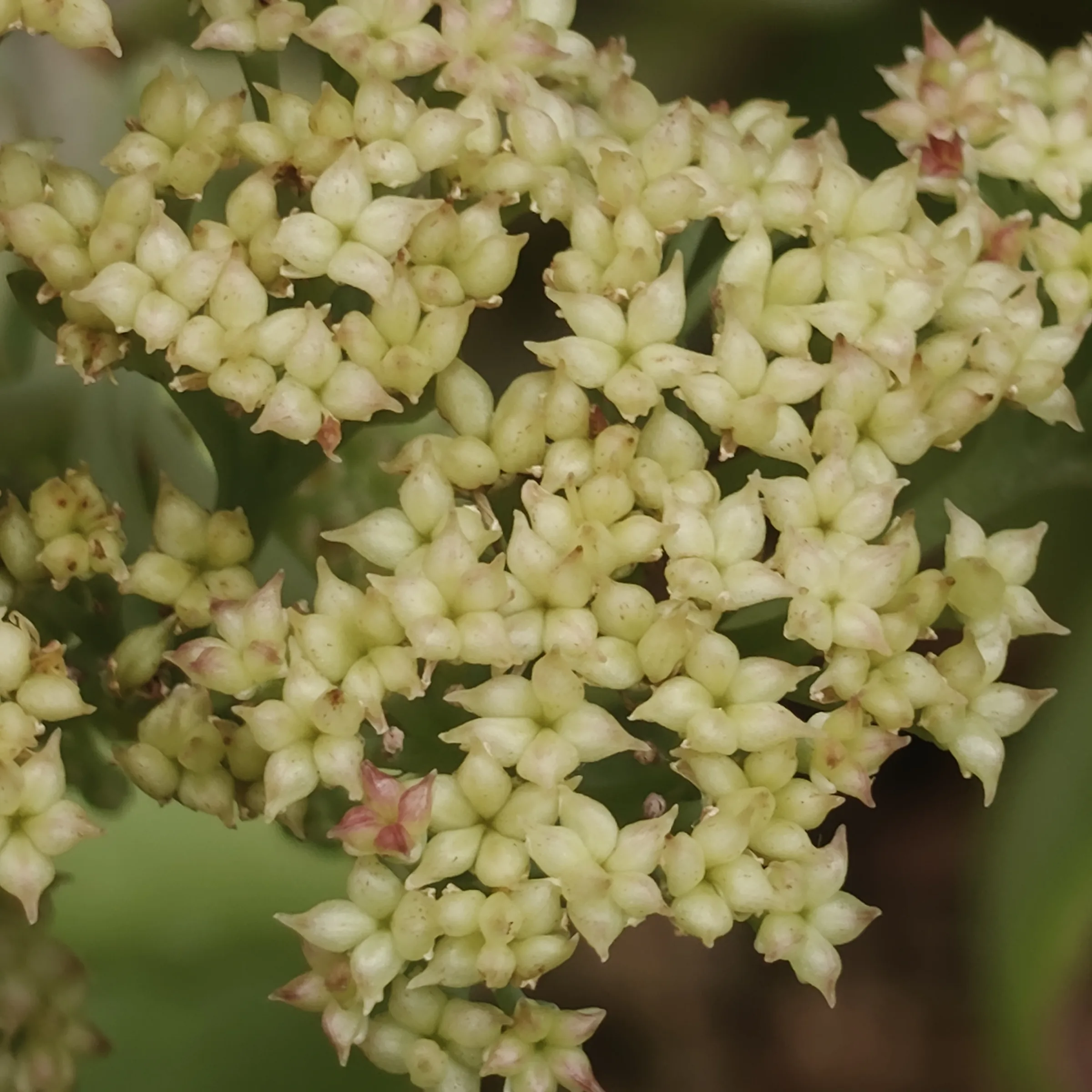 Sedum Telephium flor 1