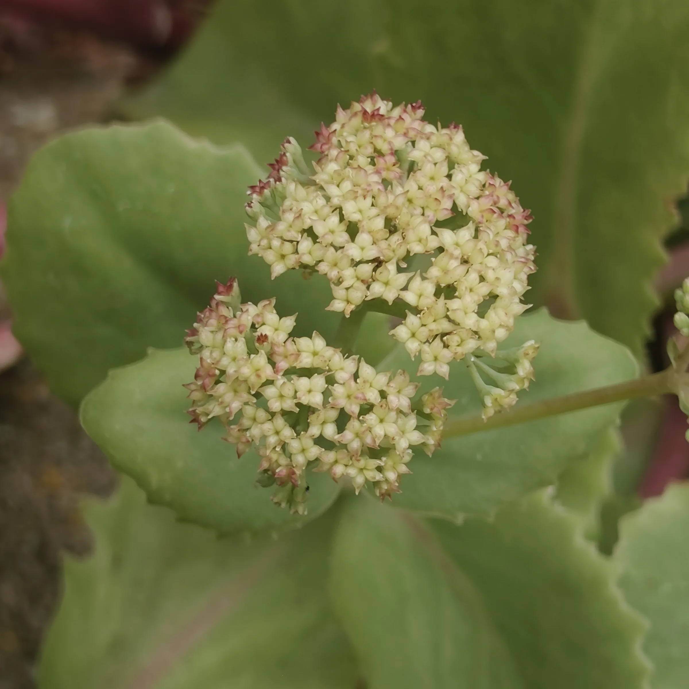 Sedum Telephium flor 2