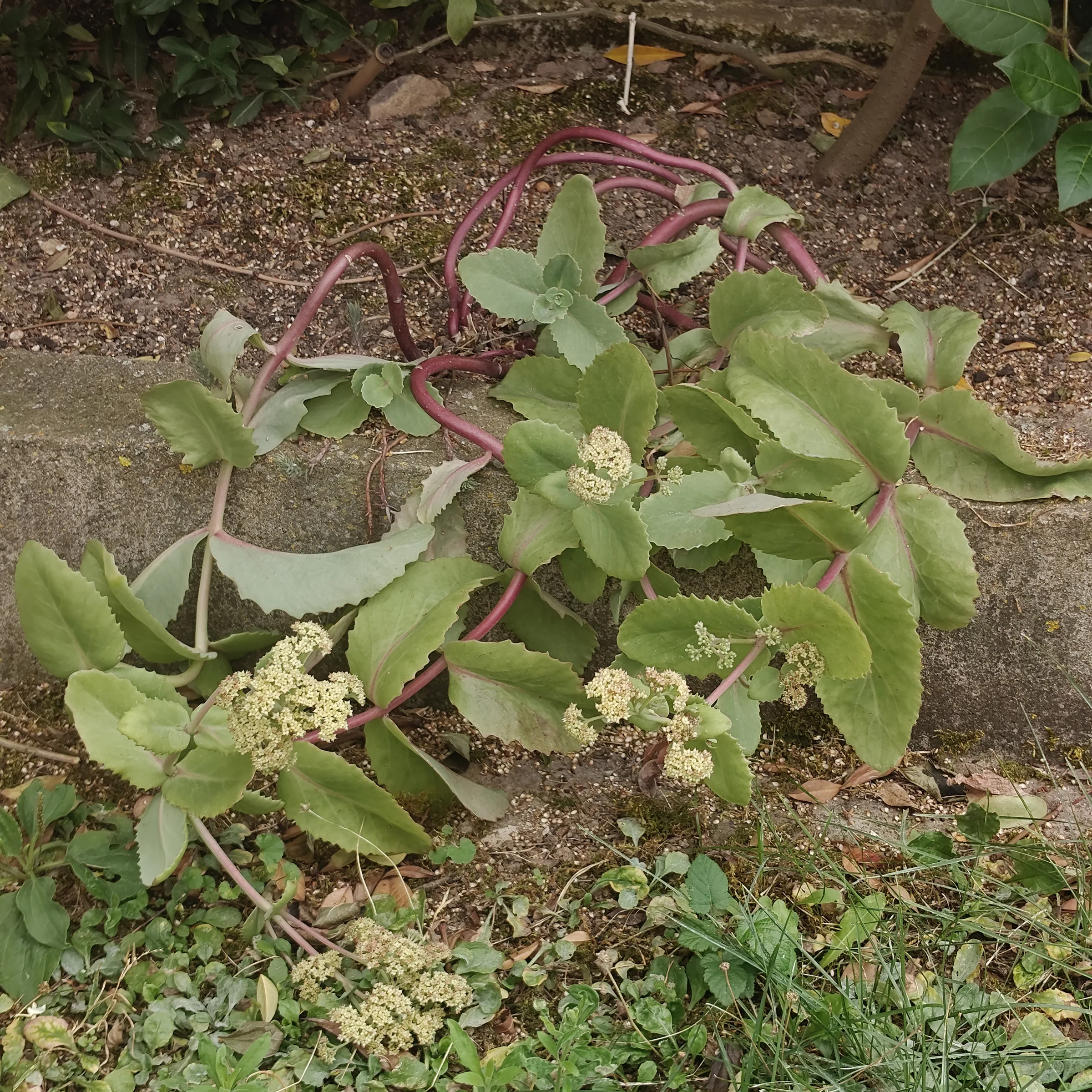 Sedum Telephium