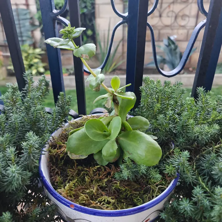 Sedum Telephium 3