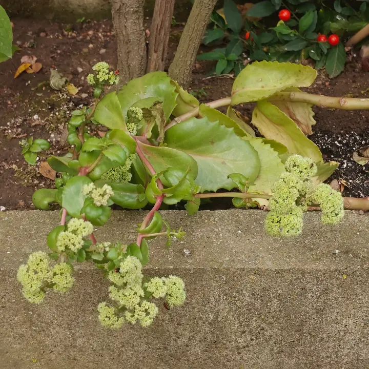 Sedum Telephium 2