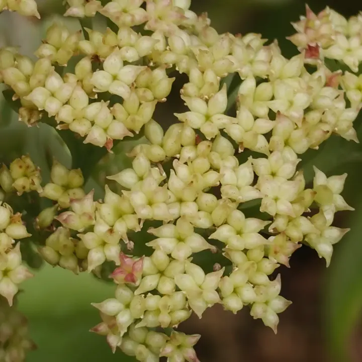 Sedum Telephium flor 1