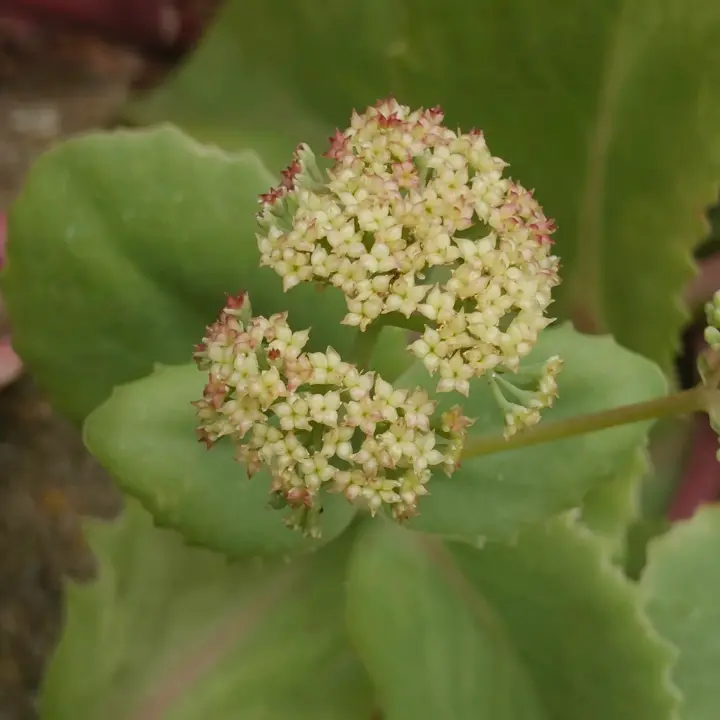 Sedum Telephium flor 2