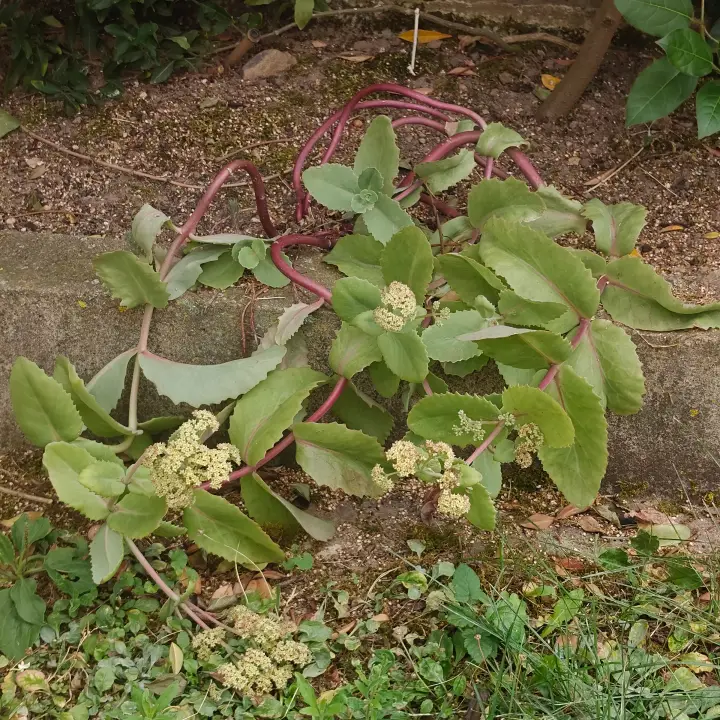 Sedum Telephium 1