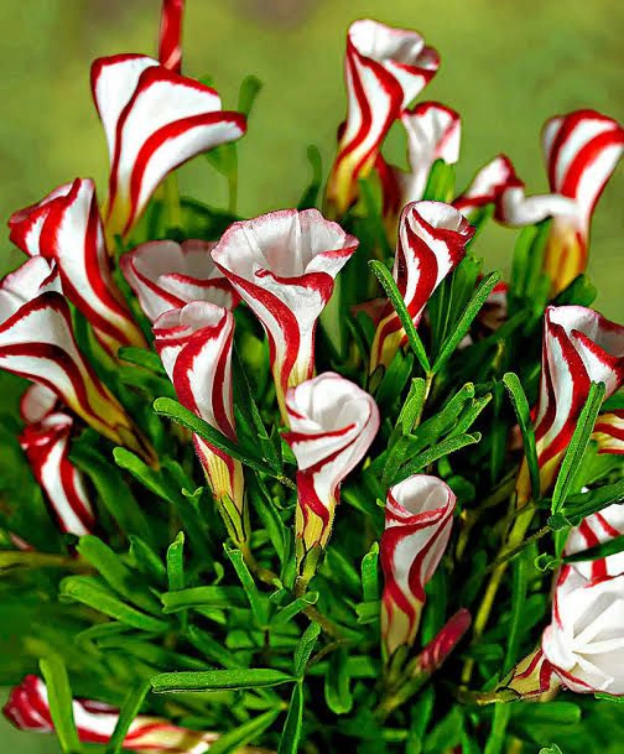 Oxalis versicolor