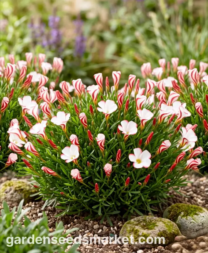 Oxalis versicolor 2