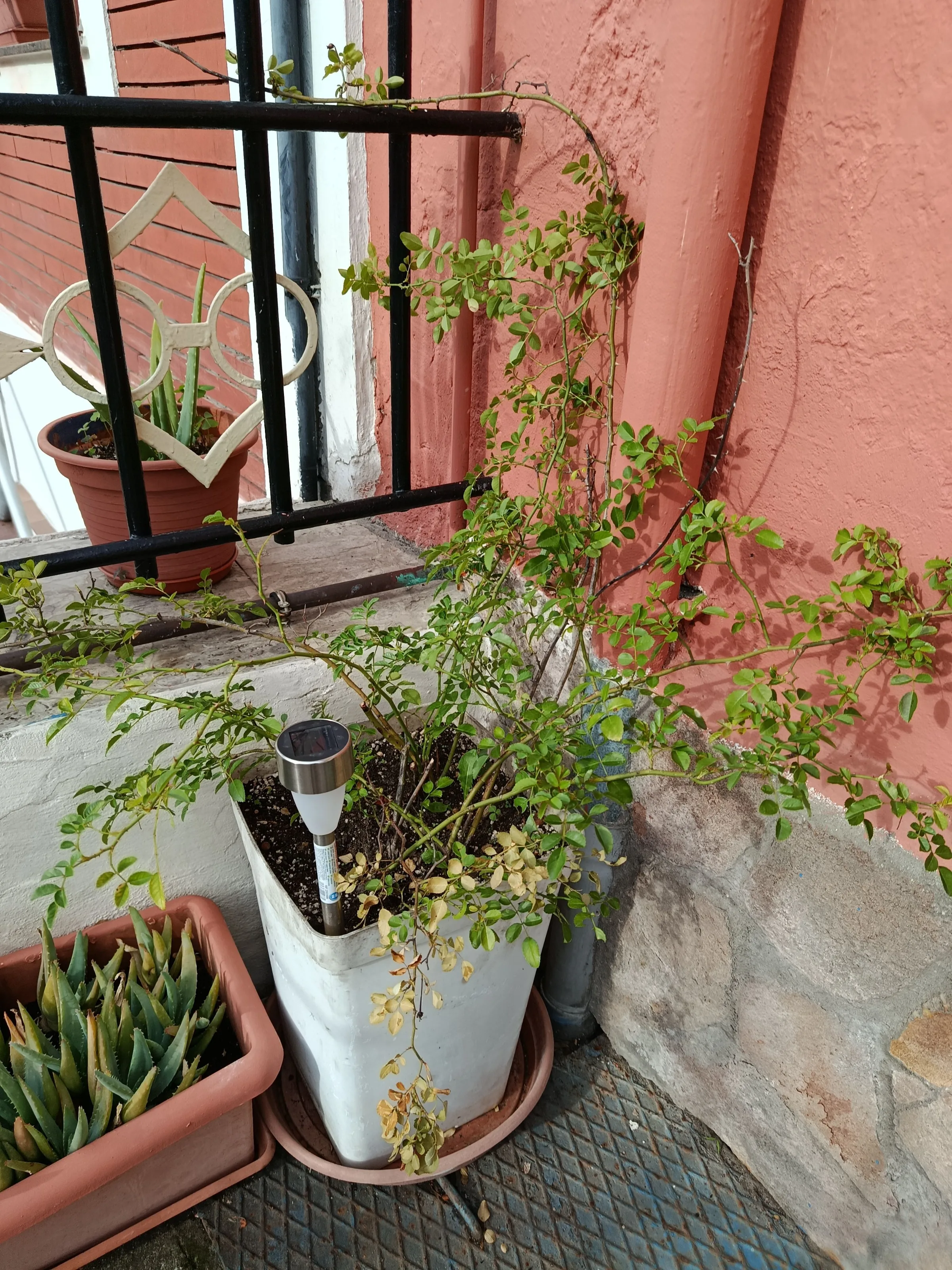 Rosa abietina