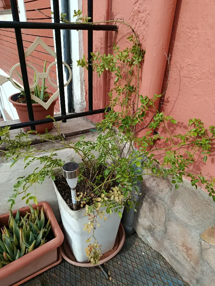 Rosa abietina 1