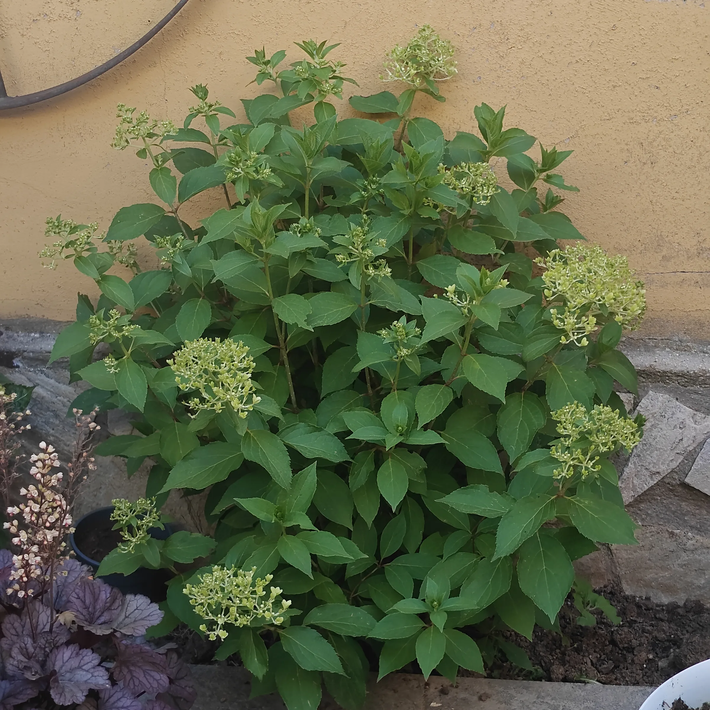 Hydrangea Paniculata 'Skyfall'