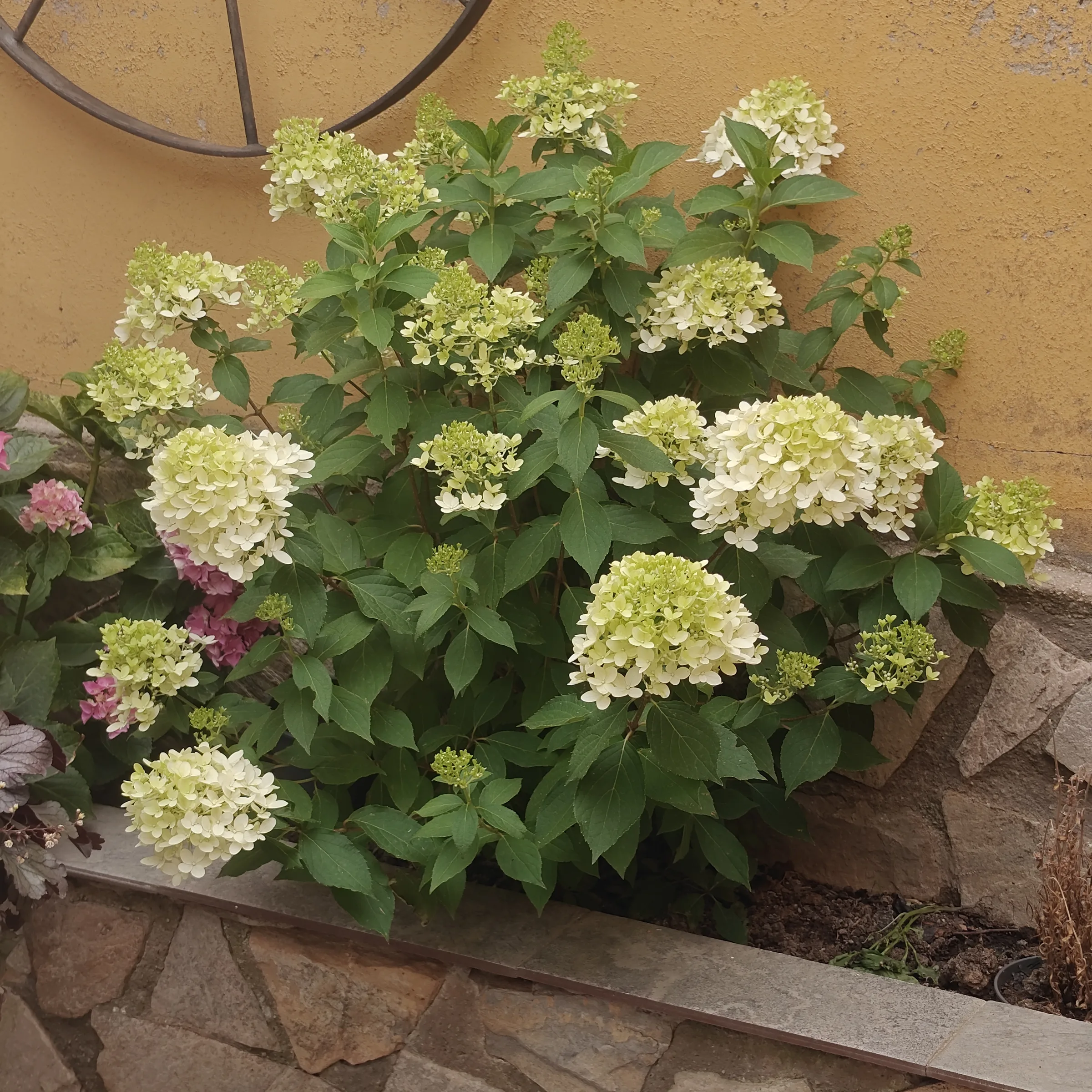 Hydrangea Paniculata 'Skyfall'
